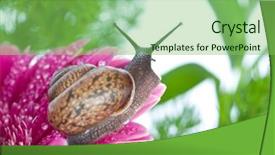  Presentation with snail - Presentation theme with snail and flowers gerber background and a seafoam green colored foreground
