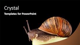  Presentation with end - Presentation consisting of snail-at-the-end background and a black colored foreground