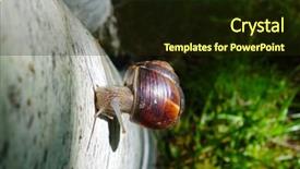  Presentation with tree in sinai desert - Theme having snail climbs on the tree background and a wine colored foreground