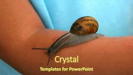  Presentation with childs - Amazing theme having snail crawling on a childs arm backdrop and a tawny brown colored foreground