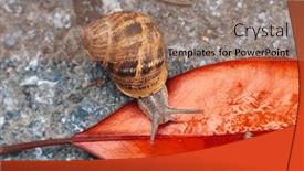  Presentation with snail - Presentation theme featuring snail-crawling-on-a-red background and a coral colored foreground