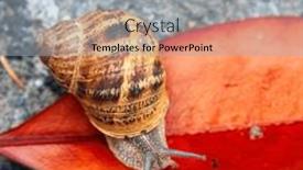  Presentation with snail - Presentation design consisting of snail-crawling-on-a-red background and a light gray colored foreground