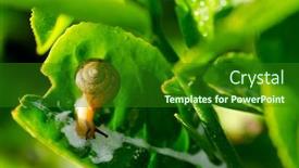  Presentation with snail - Beautiful presentation design featuring snail-crawling-on-tea-leaf backdrop and a forest green colored foreground