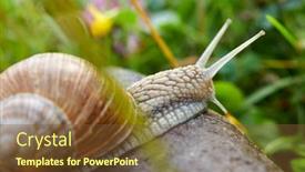  Presentation with snail - PPT layouts with snail-crawling-on-the-stone background and a tawny brown colored foreground