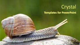  Presentation with snail - Beautiful PPT theme featuring snail-crawling-on-the-stone backdrop and a tawny brown colored foreground