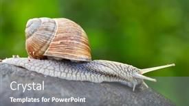  Presentation with snail - Cool new slide set with snail-crawling-on-the-stone backdrop and a gray colored foreground