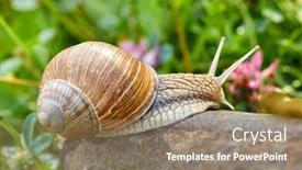  Presentation with snail - Presentation design enhanced with snail-crawling-on-the-stone background and a coral colored foreground