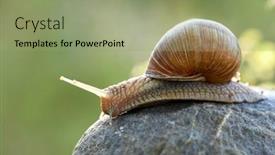  Presentation with snail - Colorful slide set enhanced with snail-crawling-on-the-stone backdrop and a mint green colored foreground