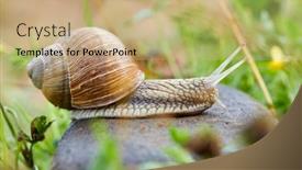  Presentation with snail - Slide deck having snail-crawling-on-the-stone background and a coral colored foreground