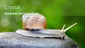  Presentation with snail - Presentation design consisting of snail-crawling-on-the-stone background and a tawny brown colored foreground