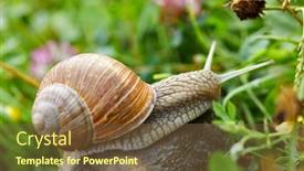  Presentation with snail - Beautiful presentation featuring snail-crawling-on-the-stone backdrop and a tawny brown colored foreground