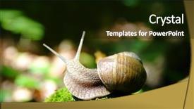  Presentation with snail - Slides consisting of snail creeps in forest background and a black colored foreground