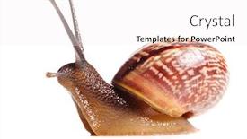  Presentation with snail - Theme featuring snail cut out from white background background and a white colored foreground