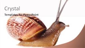  Presentation with snail - Presentation theme having snail cut out from white background background and a white colored foreground