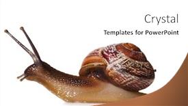  Presentation with snail - Theme consisting of snail cut out from white background background and a white colored foreground