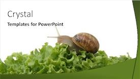  Presentation with ready to eat salad - Slides consisting of snail-eating-green-salad background and a  colored foreground