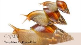  Presentation with snail - Colorful slide deck enhanced with snail family isolated on white background backdrop and a gold colored foreground