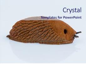 Snail Free Nudibranch On White Background PPT template 14 | CrystalGraphics