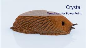  Presentation with maroon and white - Audience pleasing slides consisting of snail free - nudibranch on white background backdrop and a sky blue colored foreground