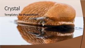  Presentation with white relativity theory - Beautiful PPT theme featuring snail free - nudibranch on white background backdrop and a coral colored foreground