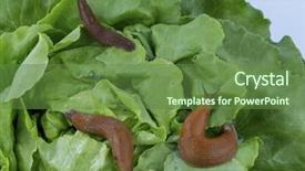 Presentation with snail - Presentation theme having snail free - screw with lettuce background and a  colored foreground