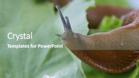  Presentation with pandanus or screw pine plant - Audience pleasing presentation theme consisting of snail free - screw with lettuce backdrop and a  colored foreground