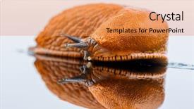  Presentation with brushed metal plate reflected - PPT layouts consisting of snail free - slug crawling around it is background and a coral colored foreground