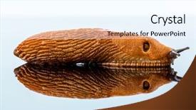  Presentation with glass - PPT layouts featuring snail free - slug crawling around it is background and a cool aqua colored foreground