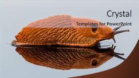  Presentation with glass - Amazing theme having snail free - slug crawling around it is backdrop and a light gray colored foreground