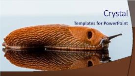  Presentation with glass - PPT theme enhanced with snail free - slug crawling around it is background and a  colored foreground