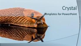  Presentation with brushed metal plate reflected - PPT layouts consisting of snail free - slug crawling around it is background and a sky blue colored foreground