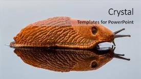  Presentation with glass - Audience pleasing presentation theme consisting of snail free - slug crawling around it is backdrop and a  colored foreground