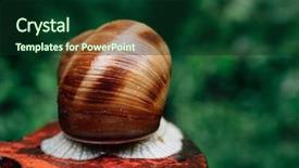 Presentation with snail - Presentation consisting of snail in forest snail macro background and a forest green colored foreground