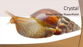  Presentation with snail - Slides having snail isolated on white background background and a soft green colored foreground