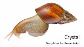  Presentation with snail - Colorful slides enhanced with snail isolated on white background backdrop and a white colored foreground