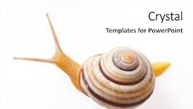  Presentation with snail - Colorful PPT layouts enhanced with snail isolated on white backdrop and a white colored foreground
