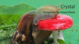  Presentation with snail - Colorful theme enhanced with snail near mushroom in nature backdrop and a seafoam green colored foreground
