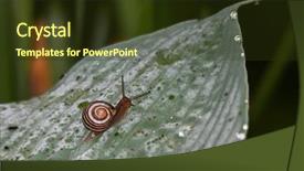  Presentation with green leaf water drops - PPT layouts consisting of snail on a green leaf background and a tawny brown colored foreground