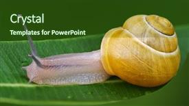  Presentation with snail - Amazing slides having snail on a leaf backdrop and a tawny brown colored foreground