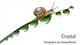  Presentation with snail - Beautiful theme featuring snail on dewy grass isolated backdrop and a white colored foreground