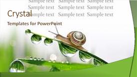  Presentation with snail - Presentation theme with snail on dewy grass background and a cream colored foreground