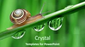  Presentation with snail - Beautiful slides featuring closeup of golden yellow dry straw stalks on the stubble field after harvesting the wheat backdrop and a gold colored foreground