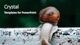  Presentation with snail - Beautiful slide deck featuring snail on iron fence snail backdrop and a black colored foreground