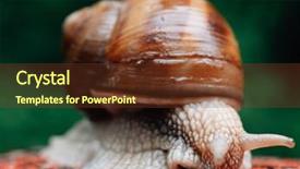  Presentation with snail - PPT theme with snail on iron fence snail background and a tawny brown colored foreground