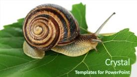  Presentation with snail - Audience pleasing theme consisting of snail on leaf close-up backdrop and a forest green colored foreground