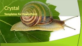  Presentation with snail - PPT layouts enhanced with snail on leaf close-up background and a tawny brown colored foreground