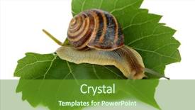  Presentation with snail - Presentation theme with snail on leaf isolated background and a  colored foreground