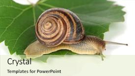  Presentation with snail - Beautiful slide set featuring snail on leaf isolated backdrop and a soft green colored foreground