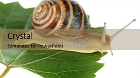  Presentation with snail - PPT theme with snail on leaf isolated background and a coral colored foreground