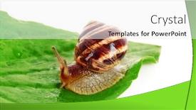  Presentation with snail - Theme having snail-on-leaf-over-white background and a white colored foreground